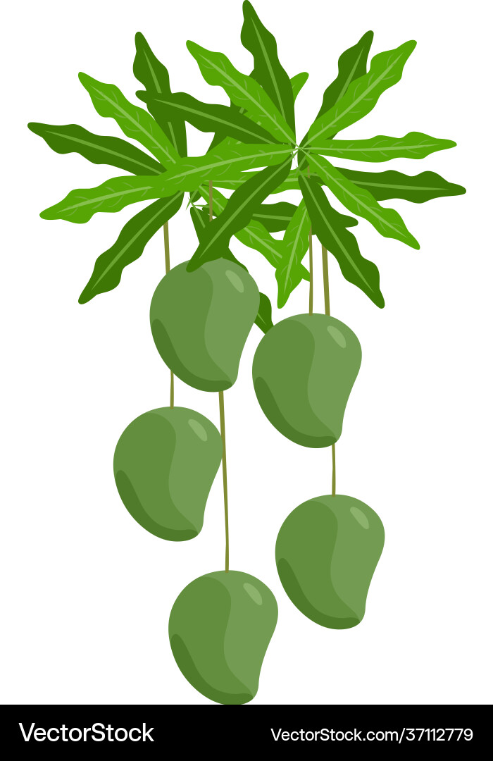 Ripe mango on tree Royalty Free Vector Image - VectorStock