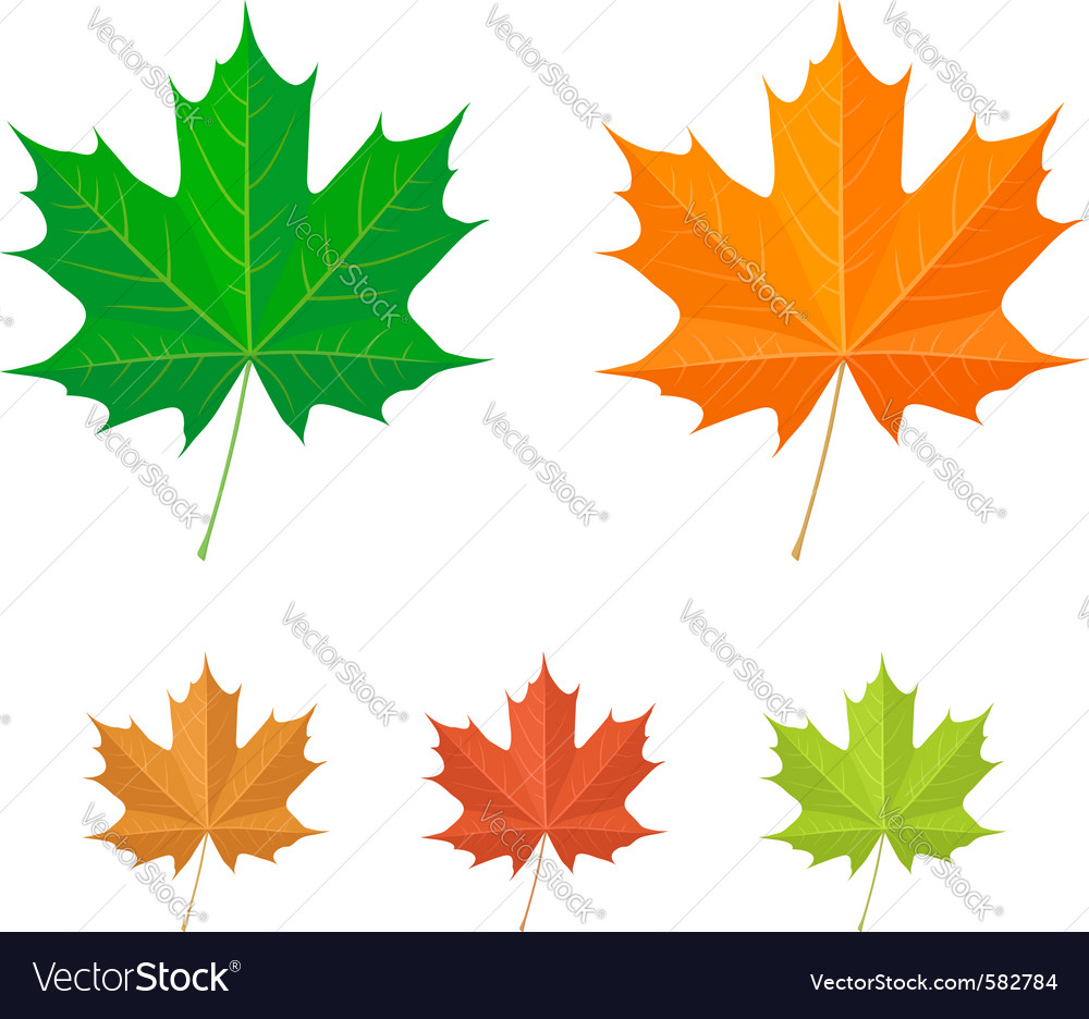 Maple Leaf Royalty Free Vector Image Vectorstock