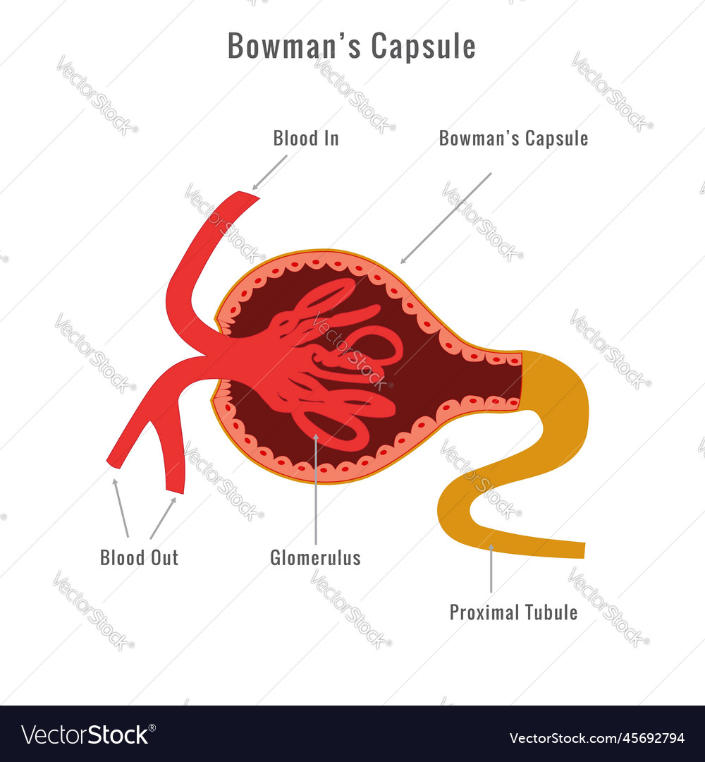 Bowmans Capsule Image Glomerulus Royalty Free Vector Image