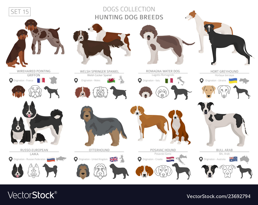 Hunting dogs collection isolated on white flat Vector Image