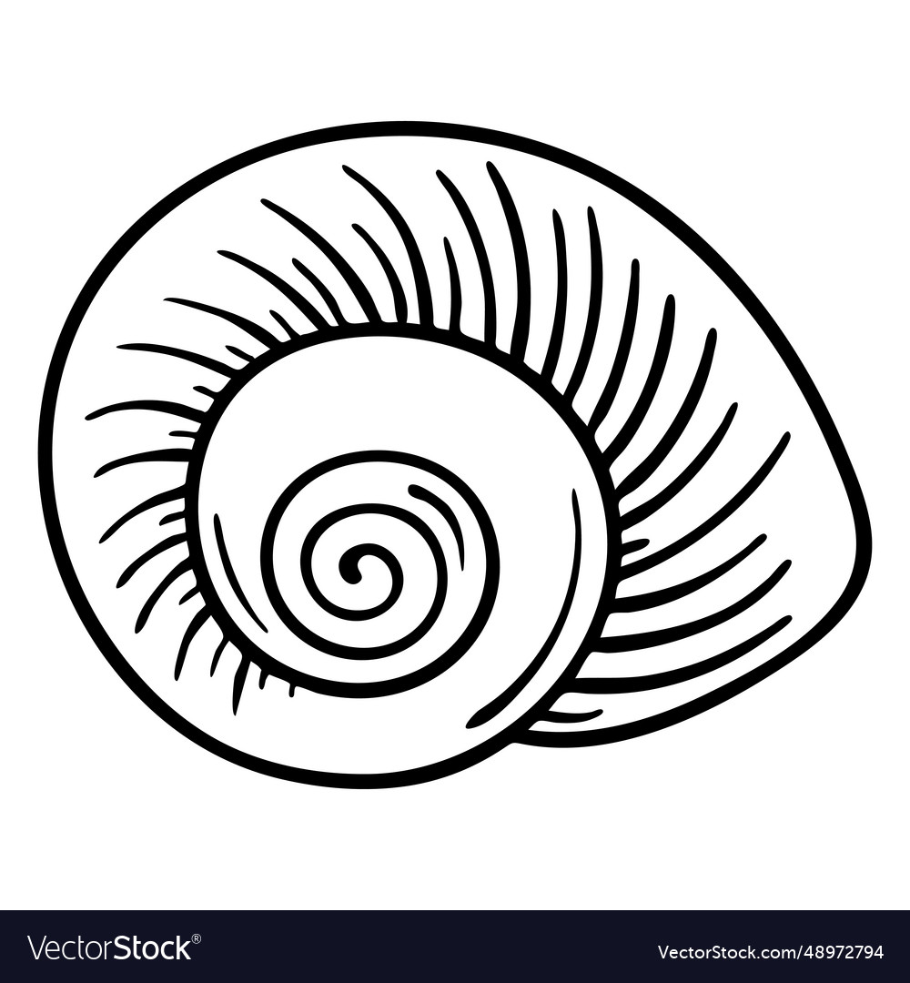 Seashells nautilus stroke Royalty Free Vector Image