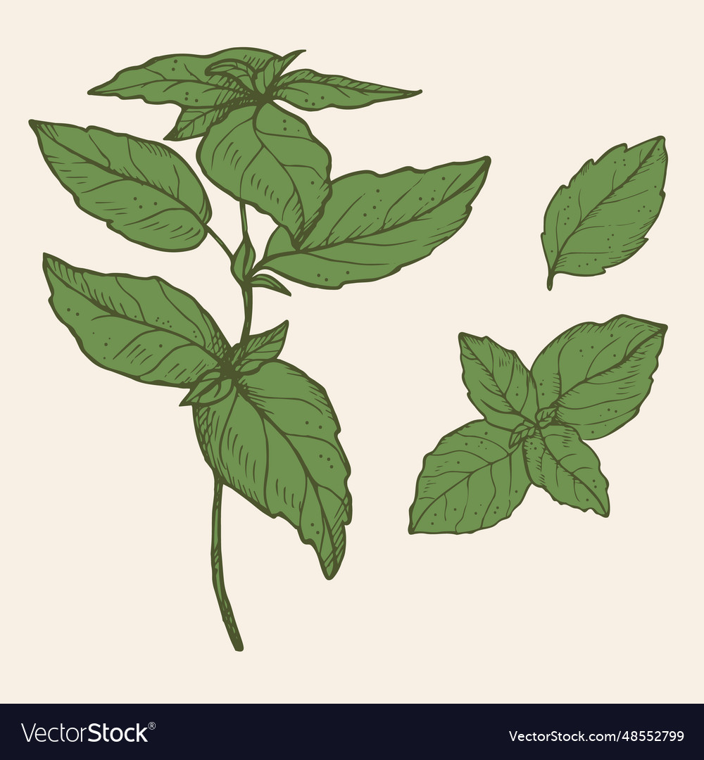 Basil plant drawing on isolate Royalty Free Vector Image