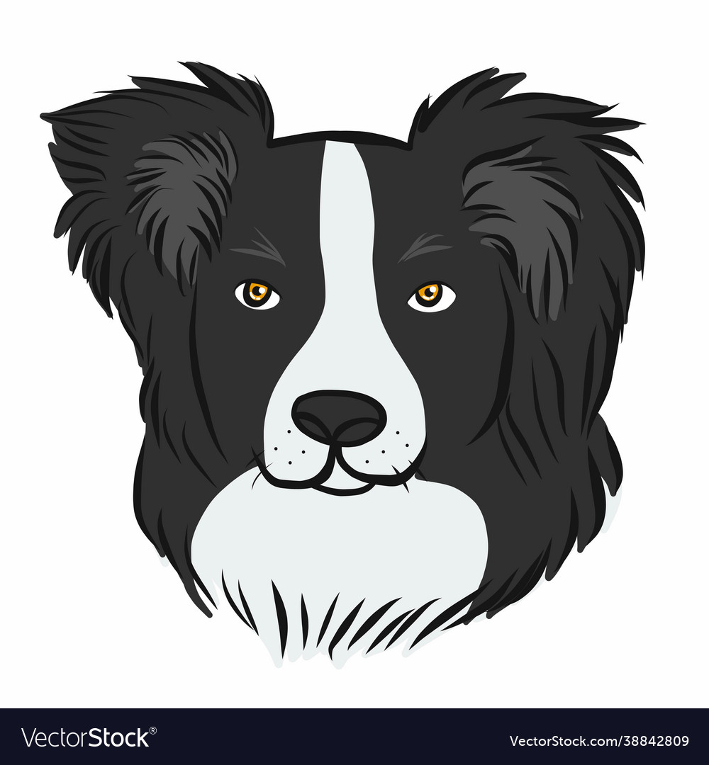 Border collie dog face cartoon Royalty Free Vector Image