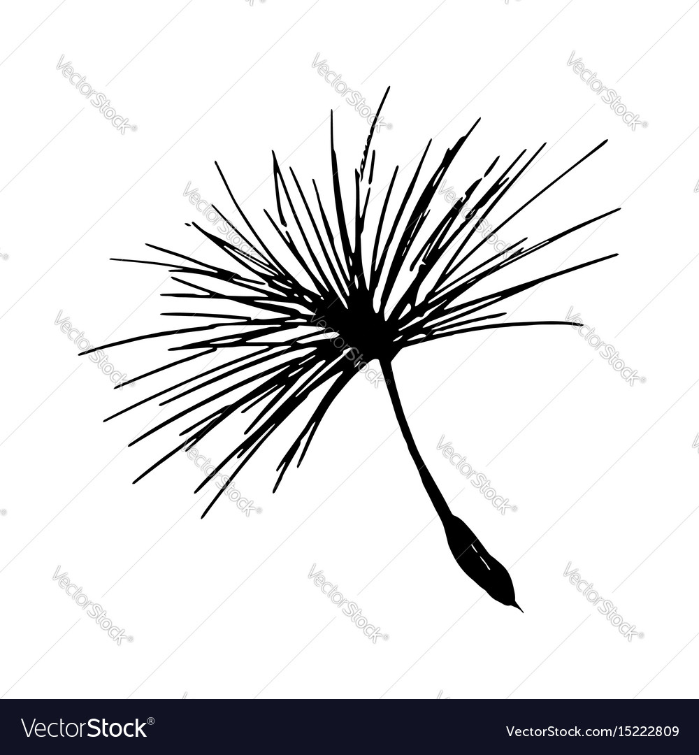 Dandelion seed pencil sketch Royalty Free Vector Image