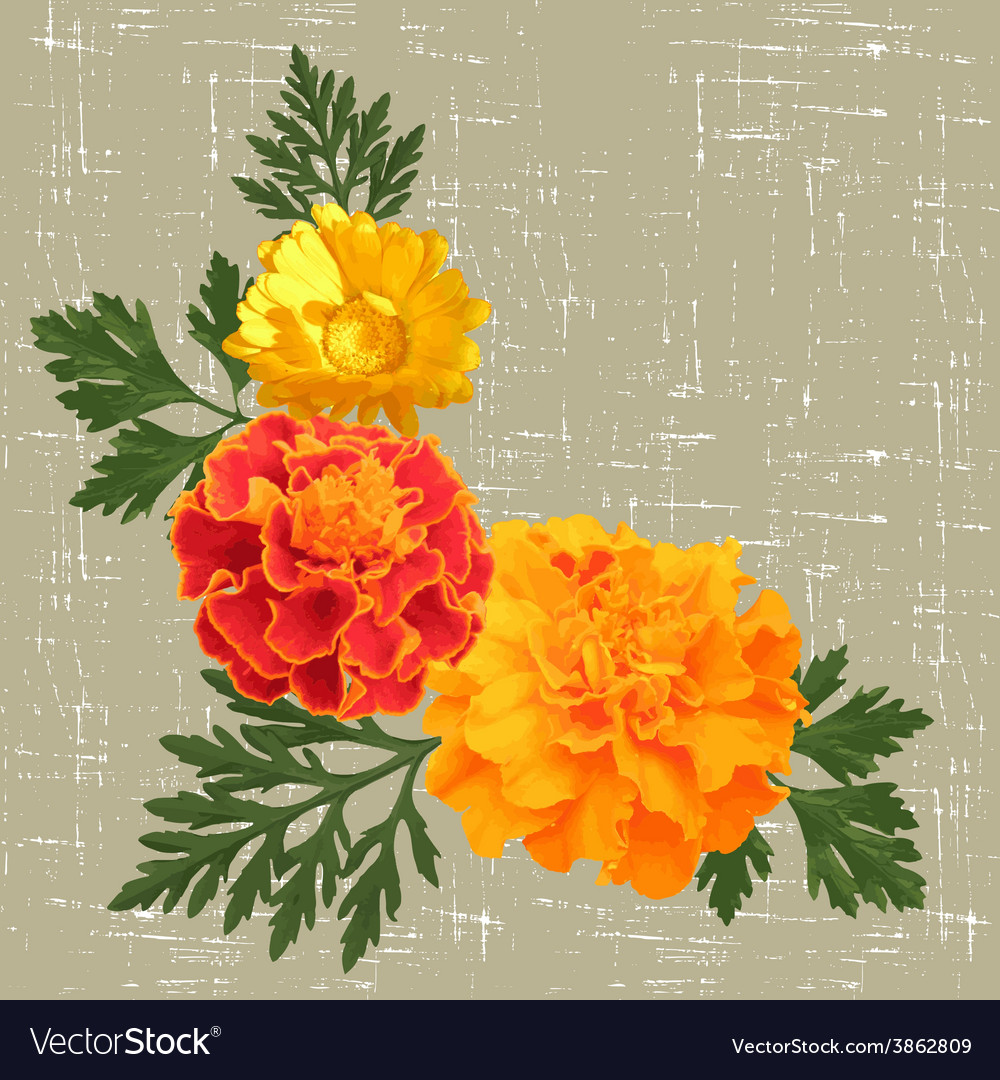 Marigolds Royalty Free Vector Image - VectorStock