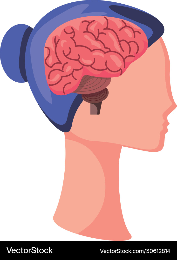 Brain in human head on white background Royalty Free Vector