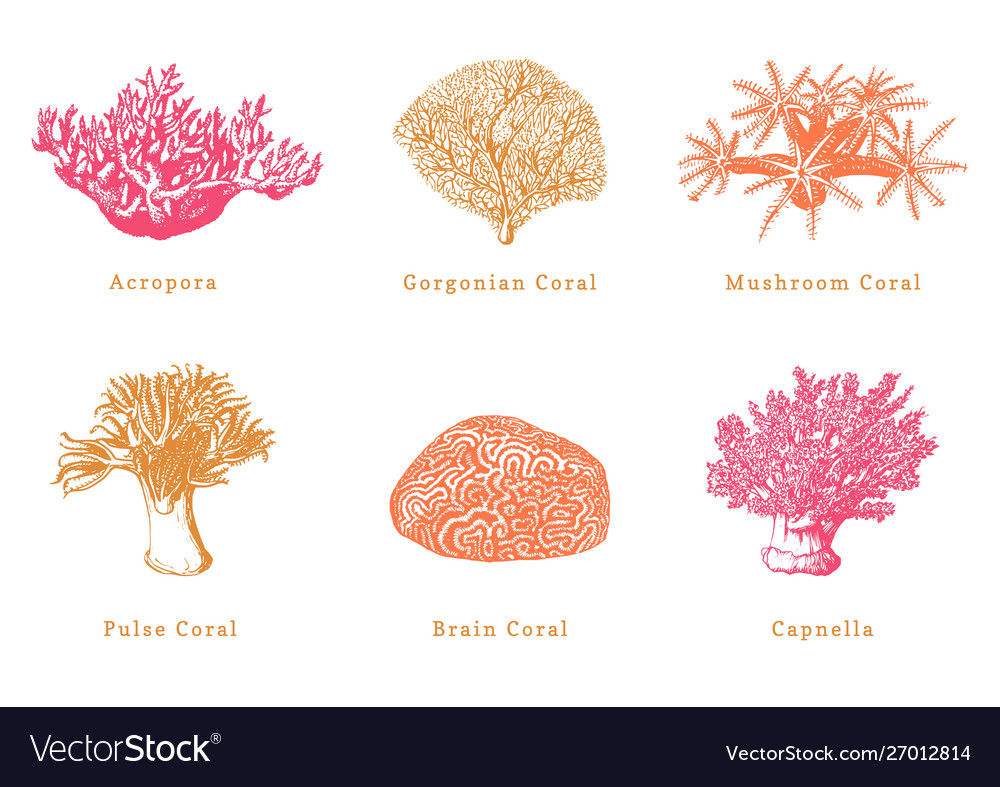 Color corals collection Royalty Free Vector Image