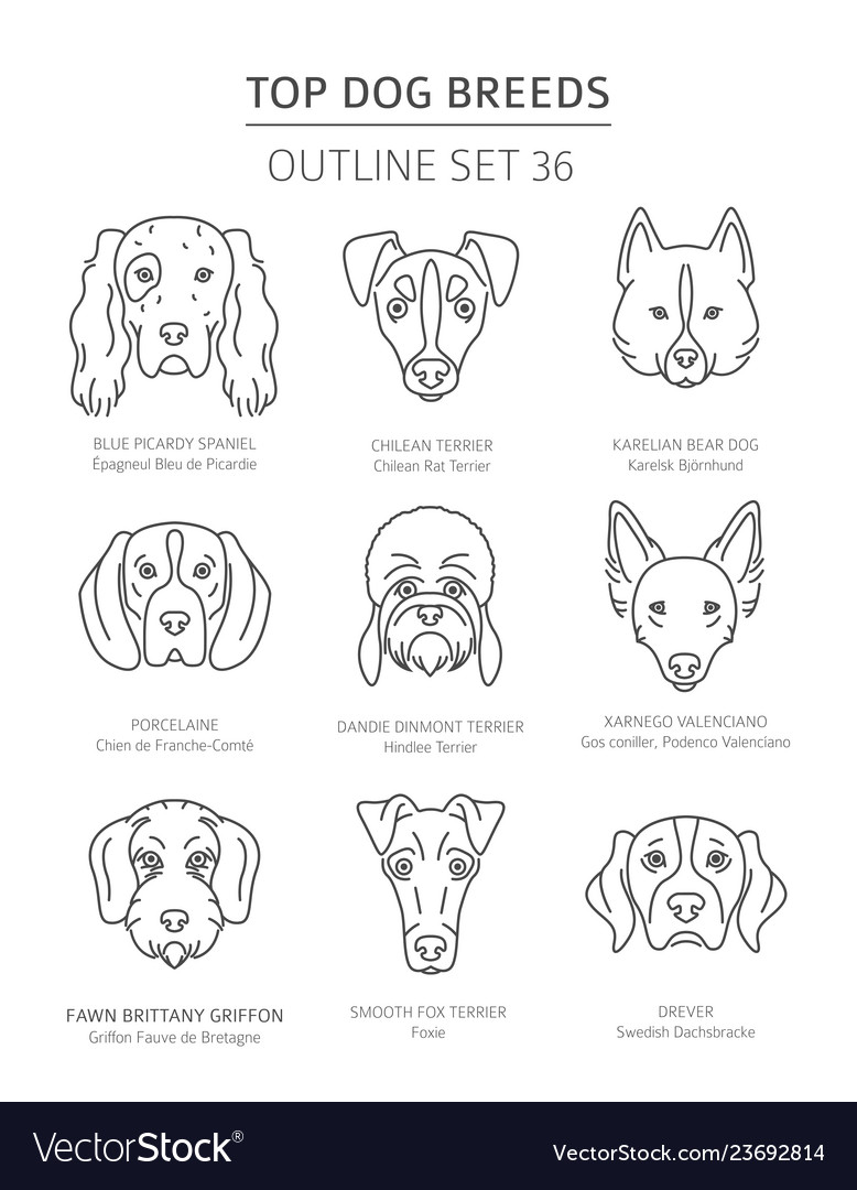 Top dog breeds hunting dogs set pet outline Vector Image