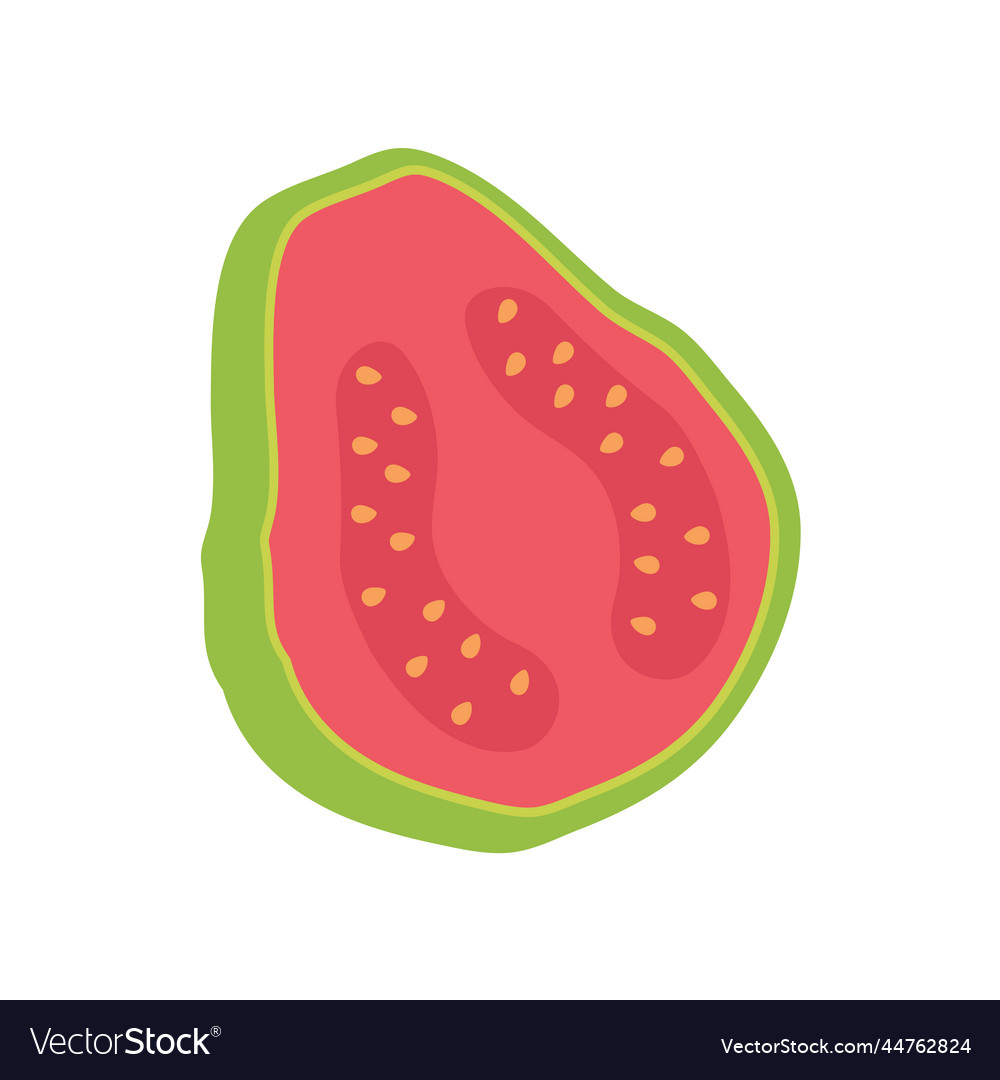 Green Guava Sweet Fruit With High Vitamin C Vector Image green-guava-sweet-fruit-with-high-vitamin-c-vector-image