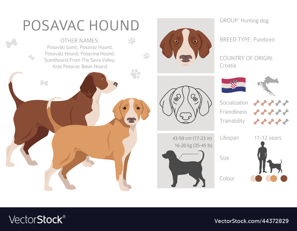 Posavac hound store