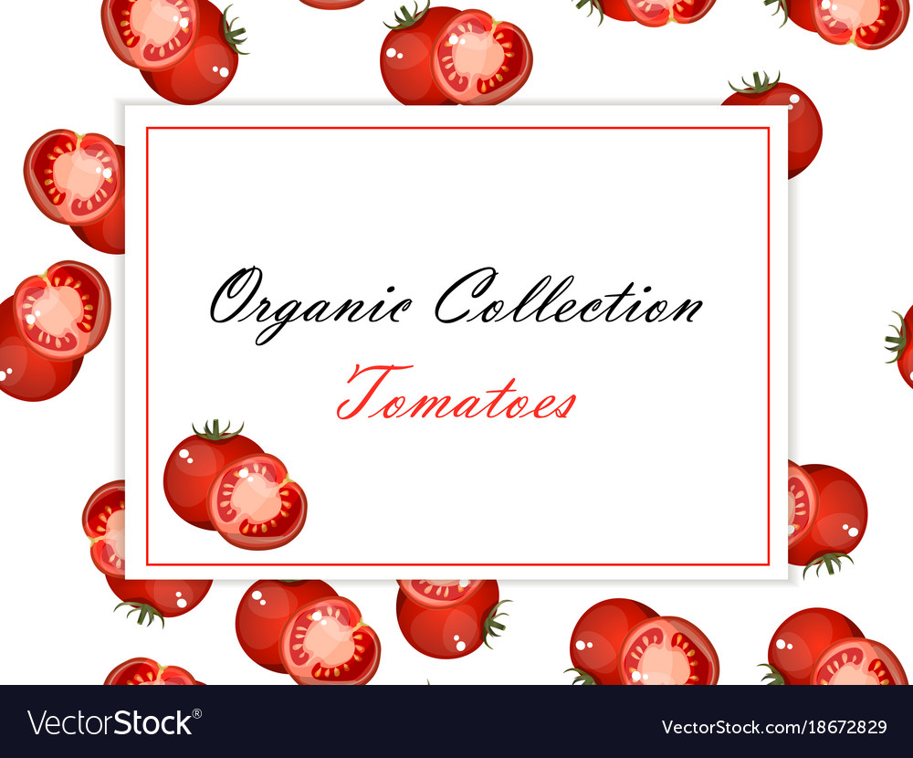 vintage poster template for tomato label vector image