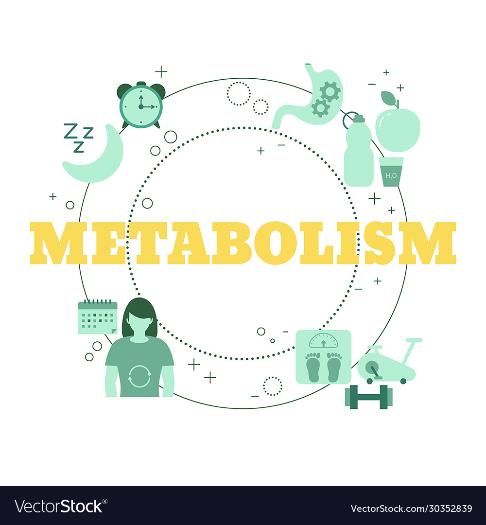 Metabolism concept Royalty Free Vector Image - VectorStock