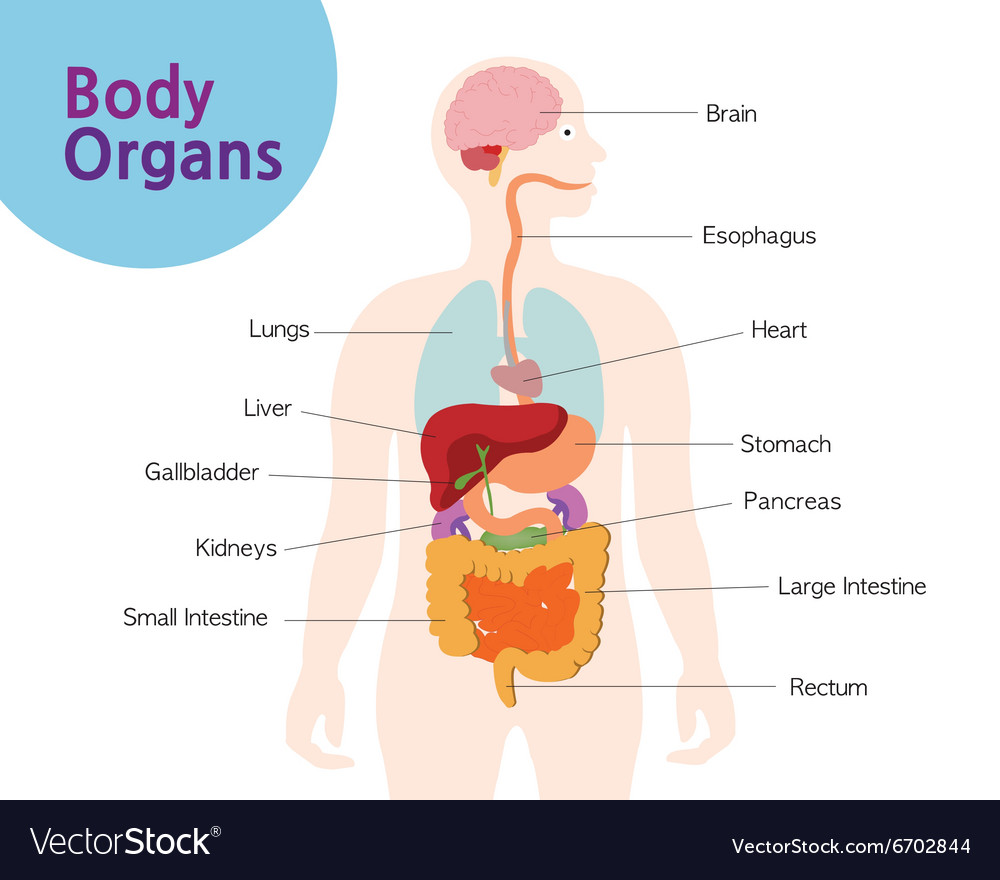 Bodyorgans Royalty Free Vector Image - VectorStock