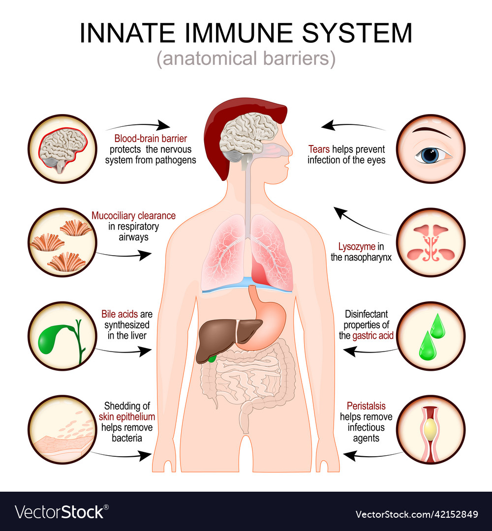 innate-immune-response-calgary-guide