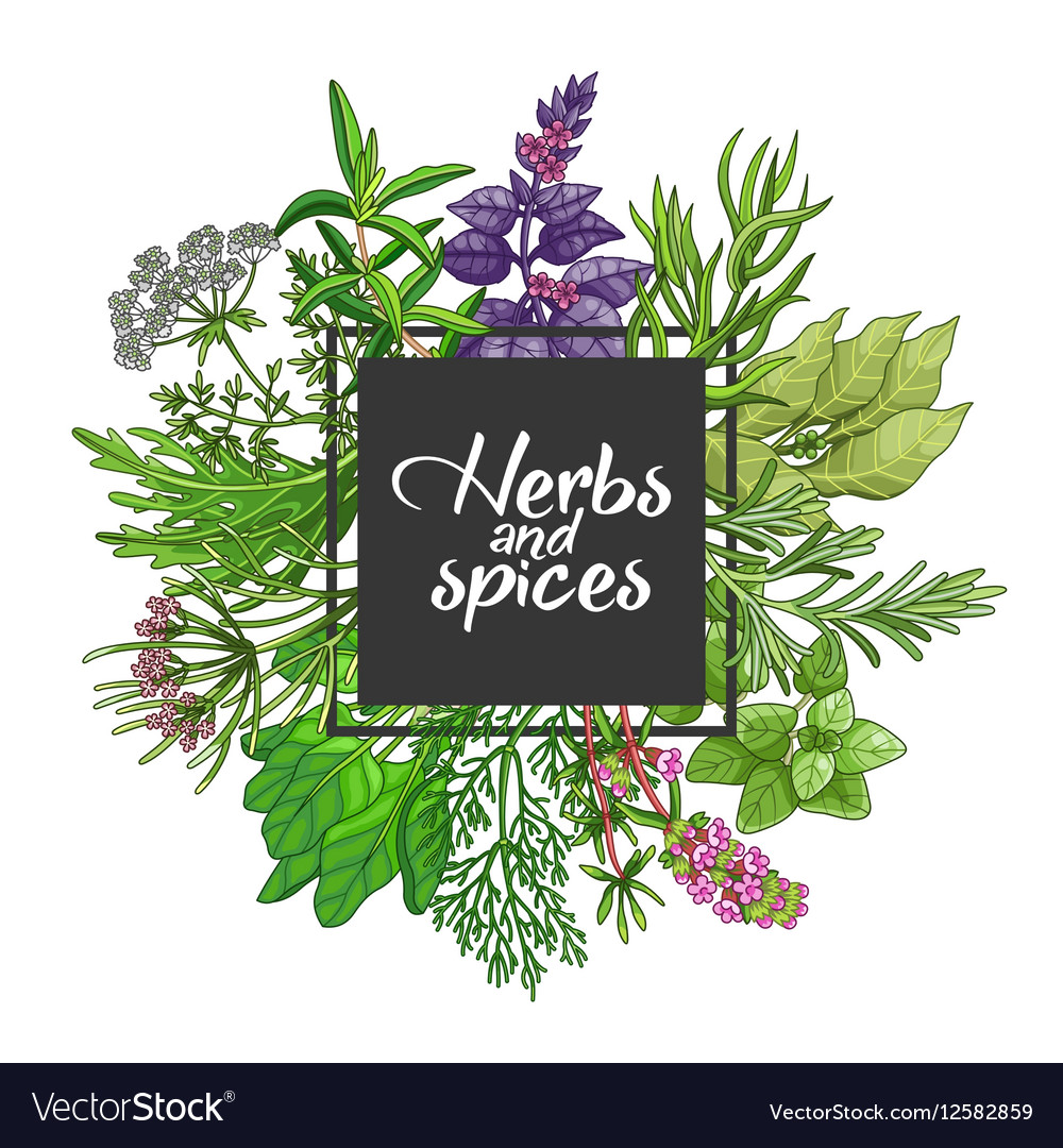 Green square design with spices and herbs Vector Image