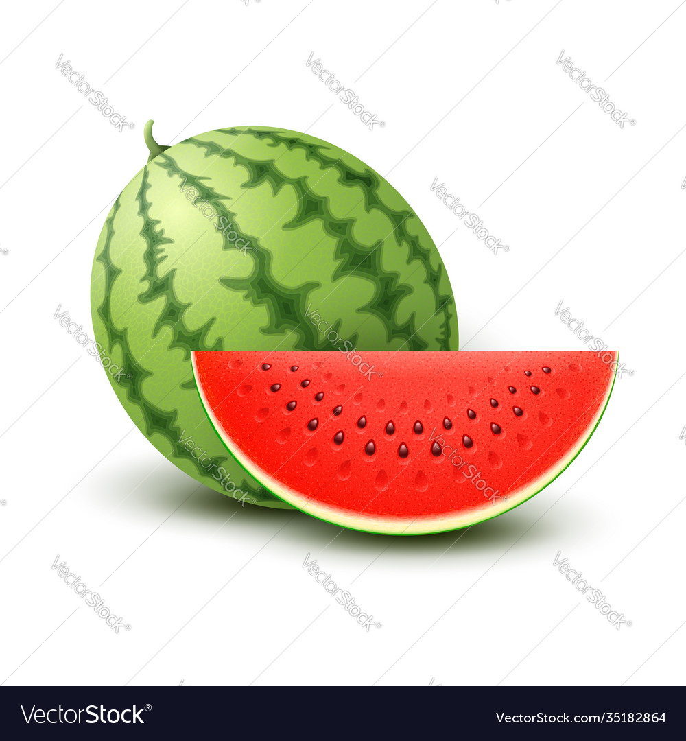 Realistic watermelon Royalty Free Vector Image