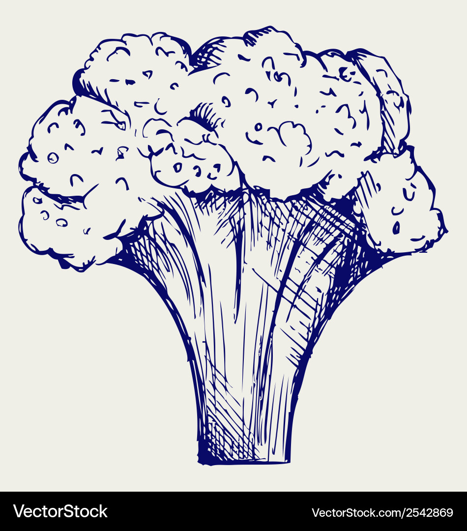 Fresh broccoli Royalty Free Vector Image - VectorStock