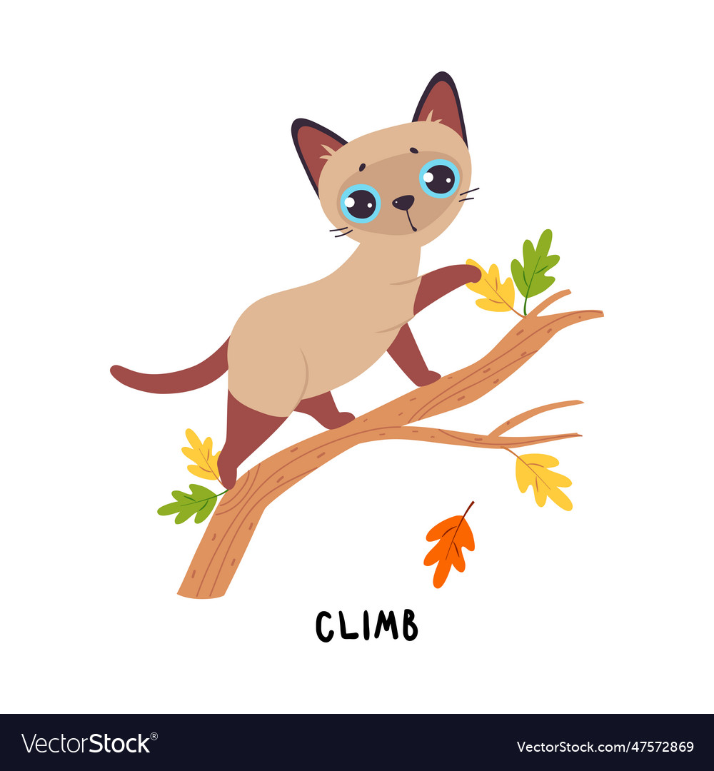 The cat is climbing the cheap tree