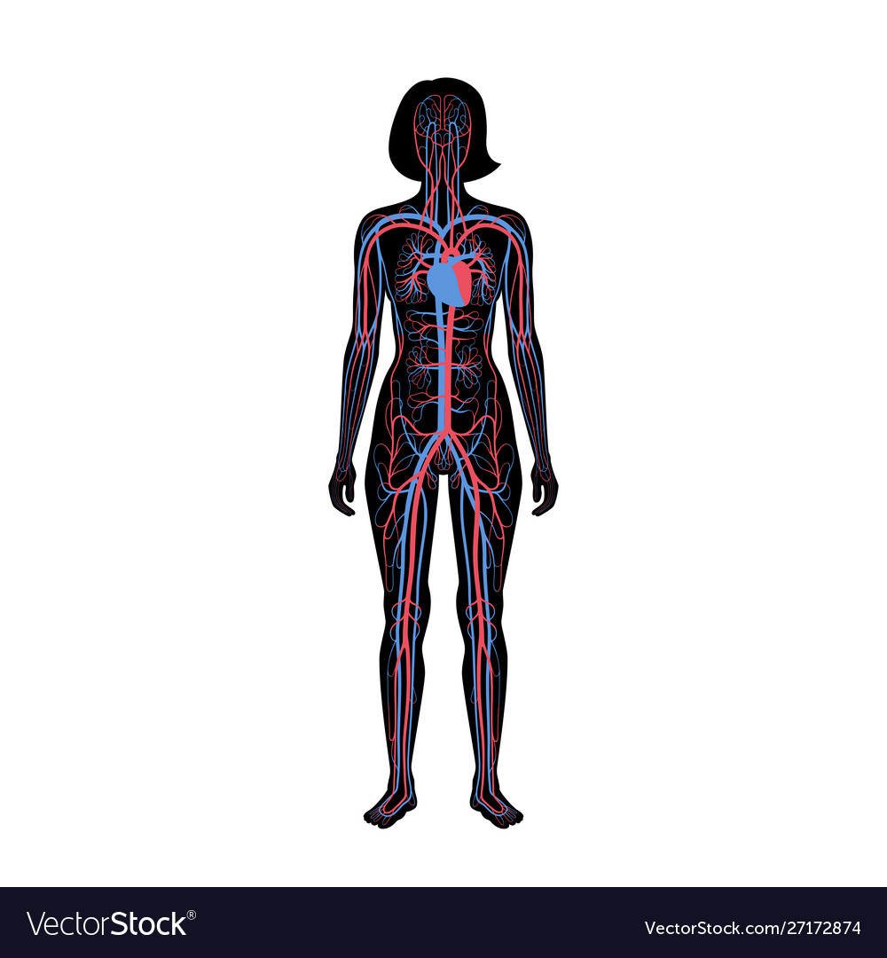 Circulatory System Anatomy Royalty Free Vector Image Circulatory System Anatomy Royalty Free Vector Image