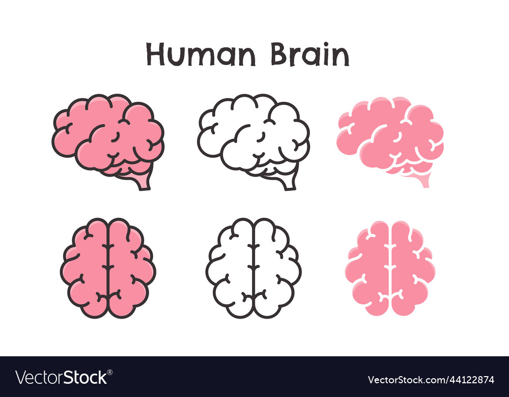 Human brain wavy symbol of learning intelligence Vector Image