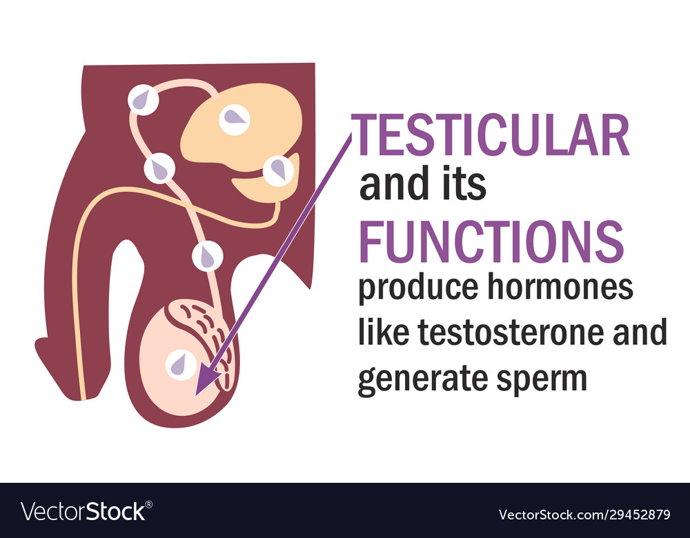 Testicles testes testicle and its functions Vector Image