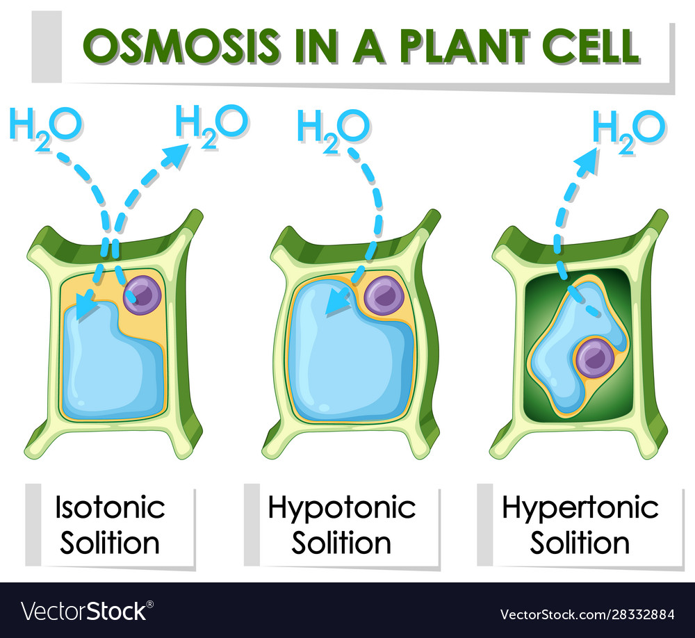 Diagram showing osmosis in plant cell Royalty Free Vector