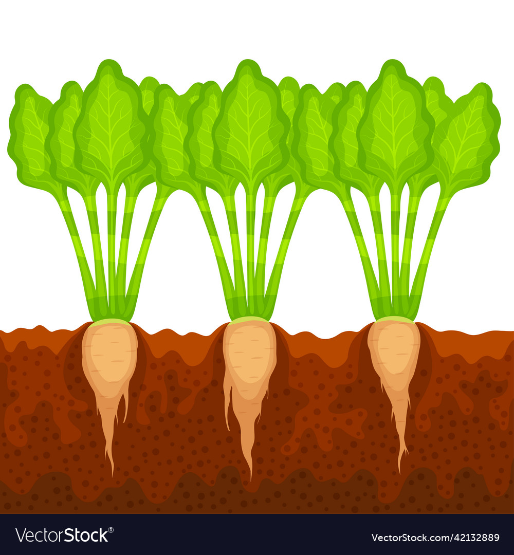 Sugar beets growing in the ground