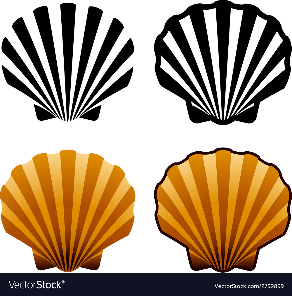 Sea Shells Royalty Free Vector Image Vectorstock Sea Shells Royalty Free Vector Image Vectorstock