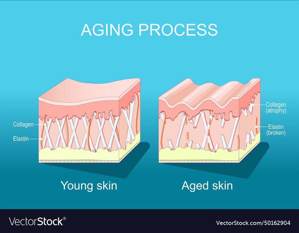 Aging process in the skin wrinkles