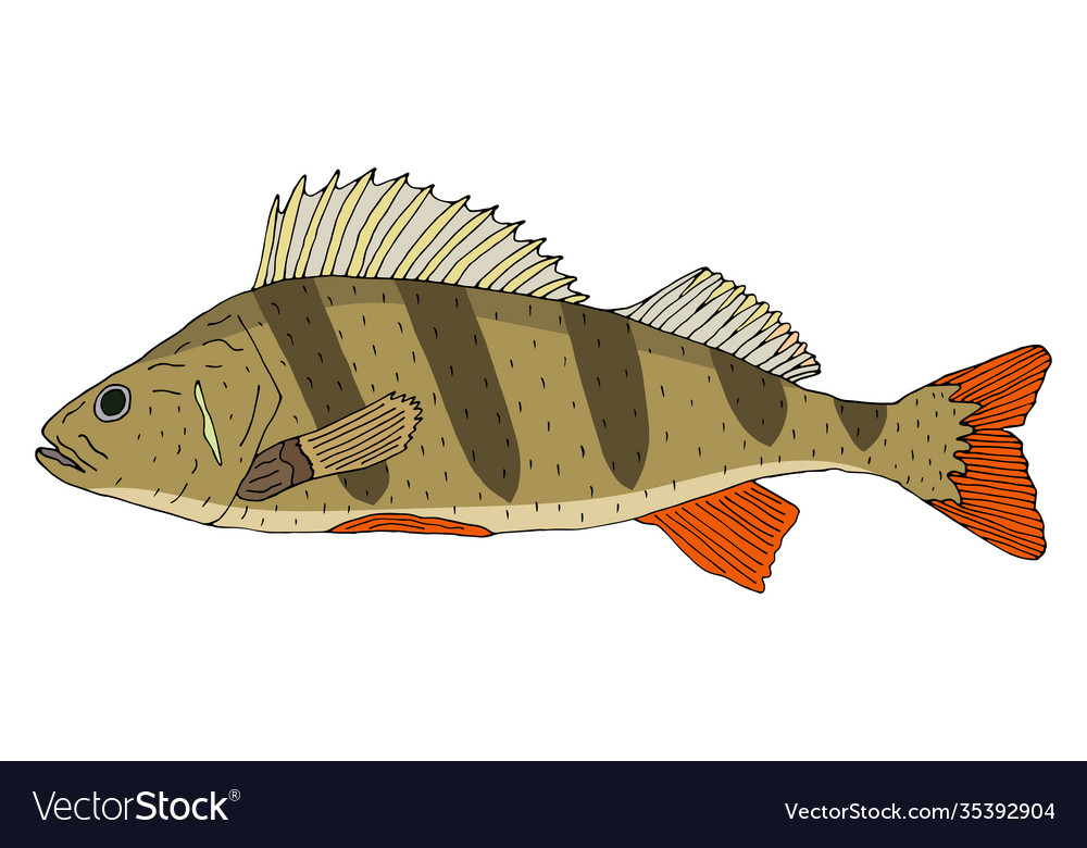 Fish perch hand drawn beautiful colorful river Vector Image