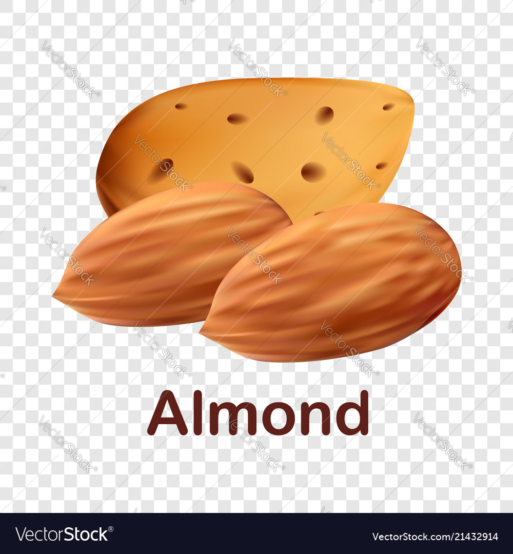 Almond icon realistic style Royalty Free Vector Image