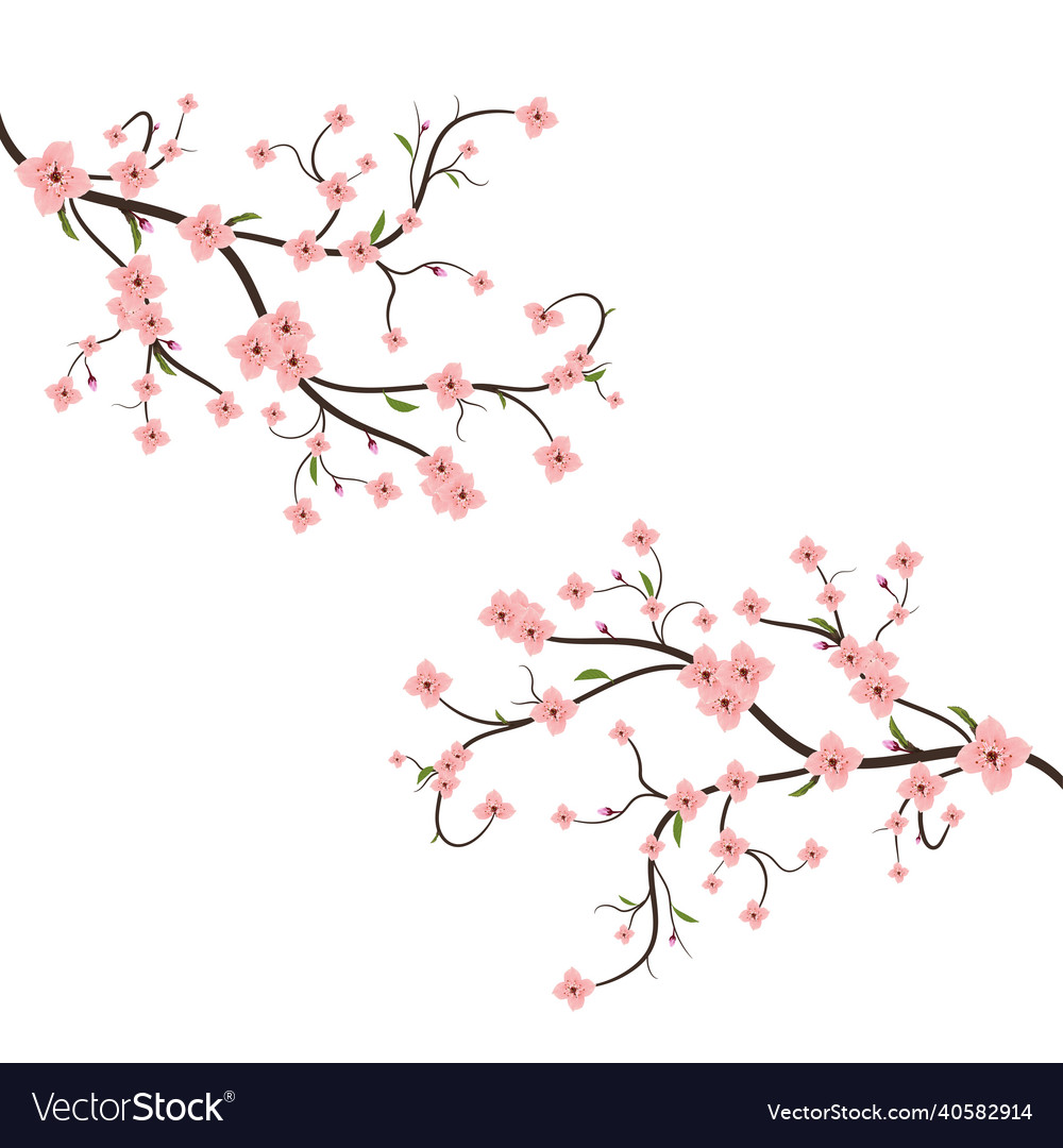 Cherry Blossom Image Royalty Free Vector Image Cherry Blossom Image Vector 40582914