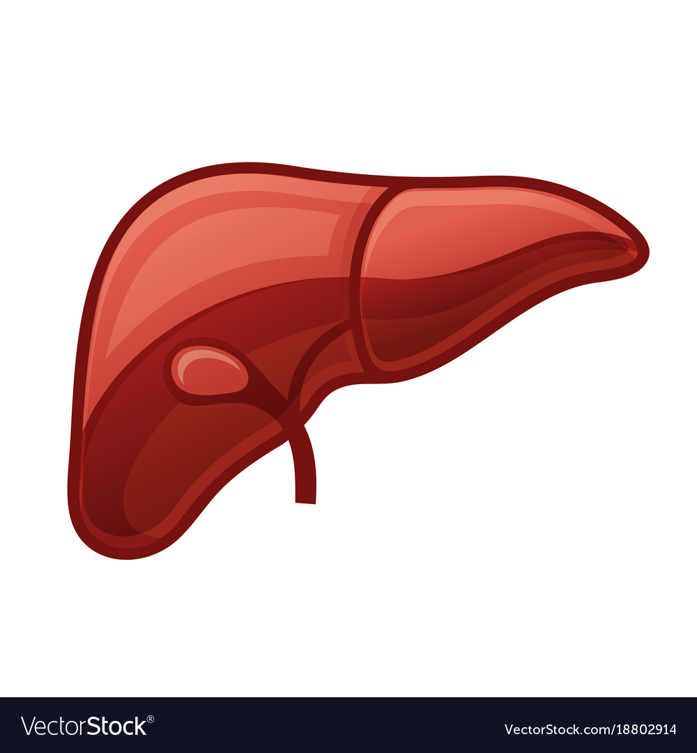 Human liver on white background Royalty Free Vector Image