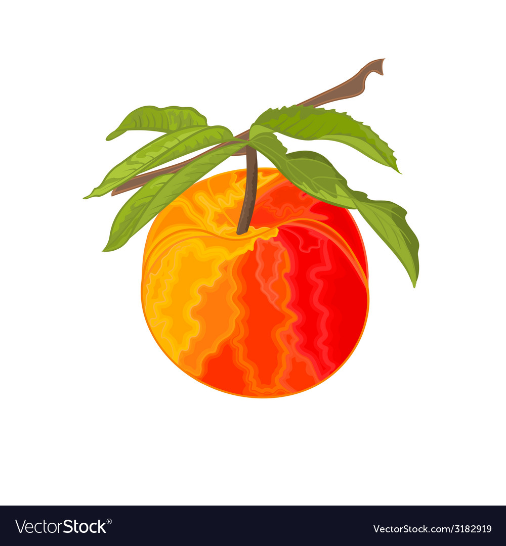 Peach branch with leaves