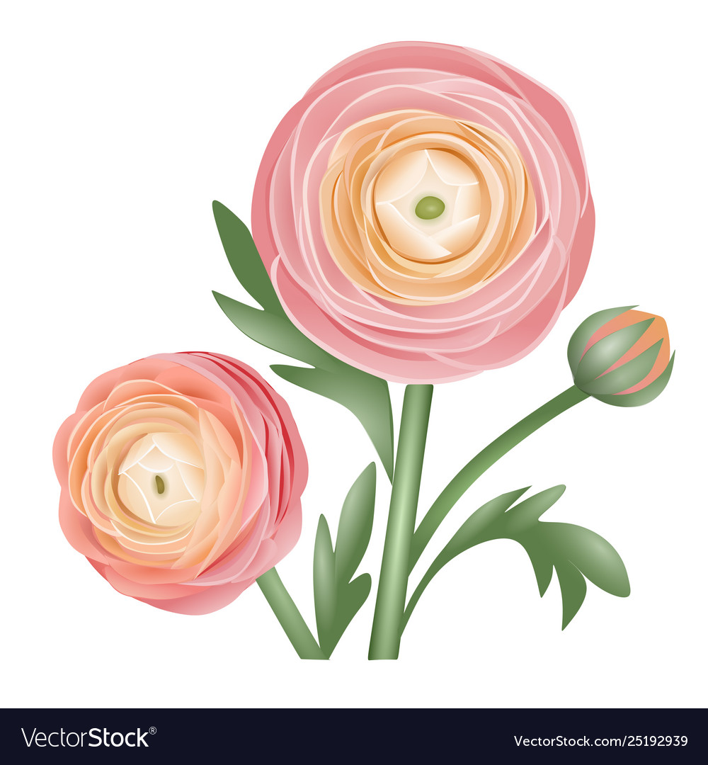Peachy ranunculus Royalty Free Vector Image - VectorStock