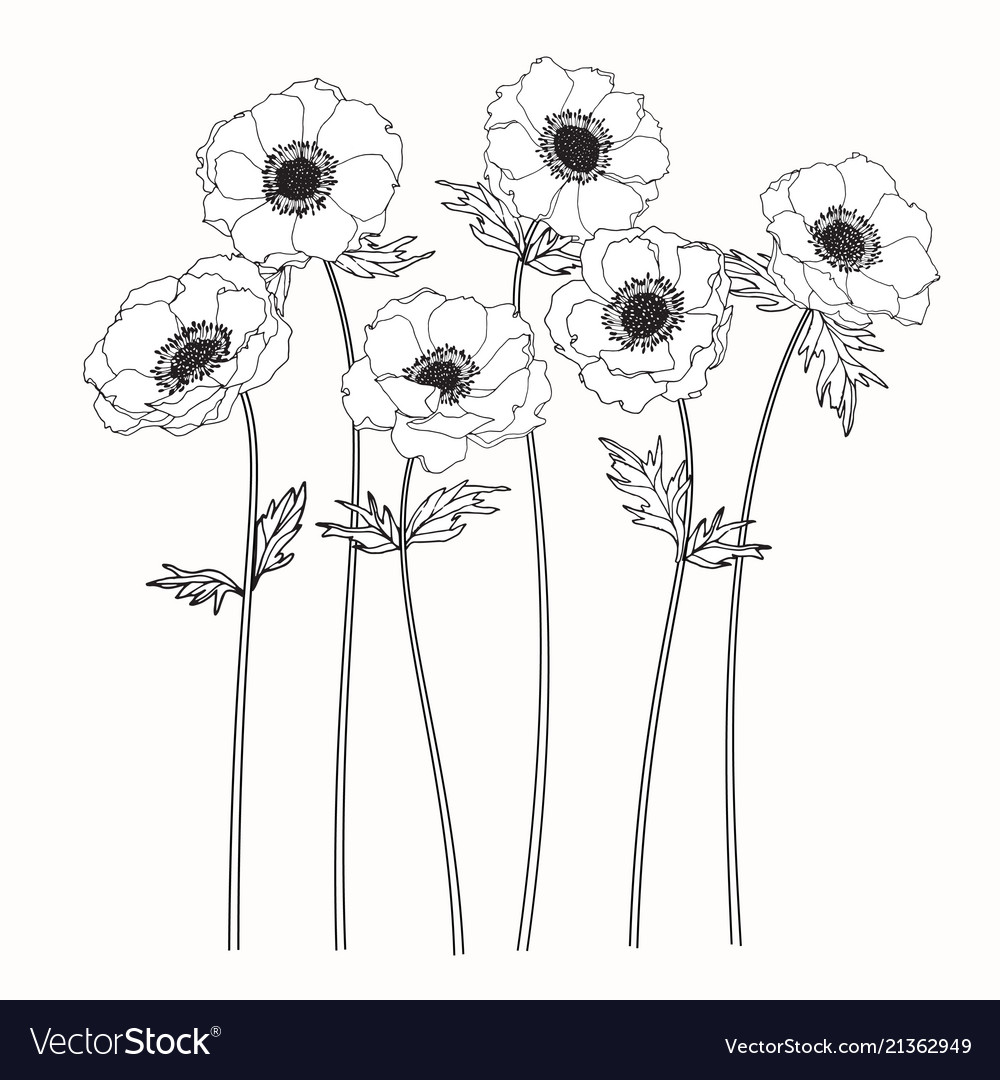 Anemone flower drawing Royalty Free Vector Image