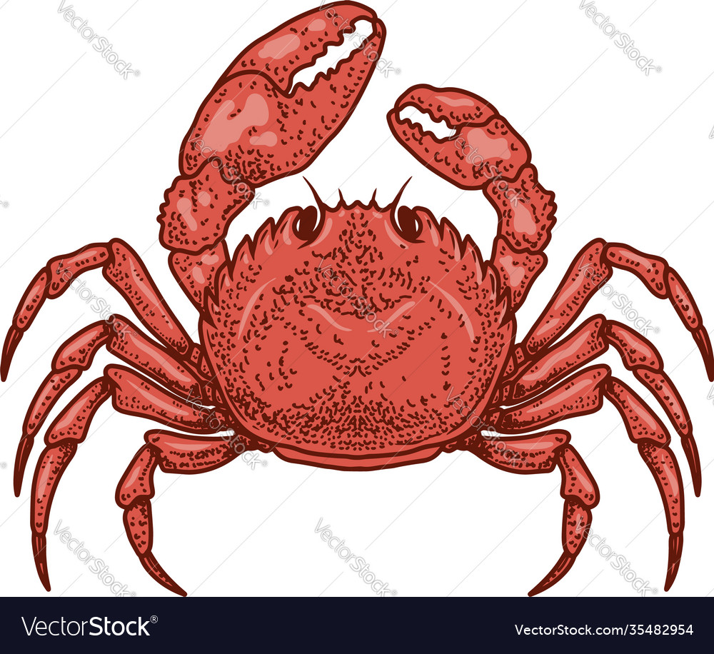 Crab in engraving style design element for logo Vector Image