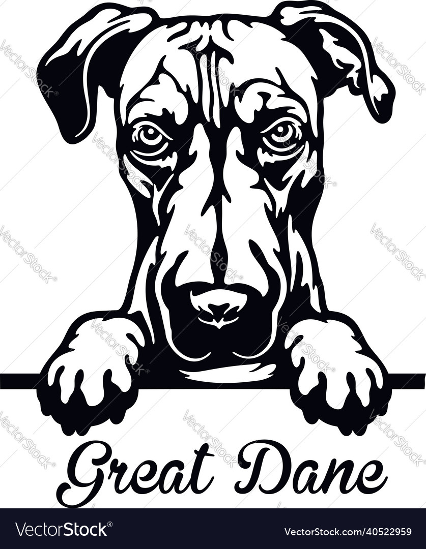 Great dane peeking dog - head isolated on white