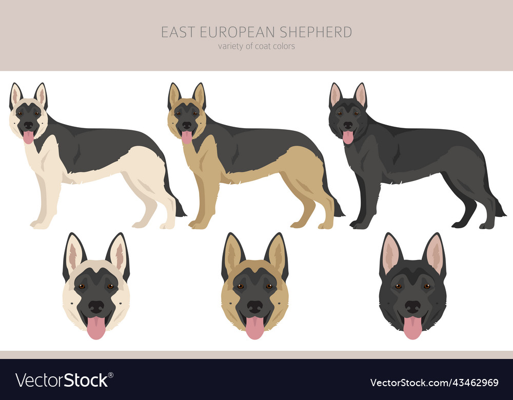 East european shepherd clipart different coat