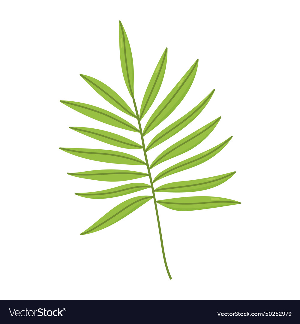 Tropical leaf isolated on white