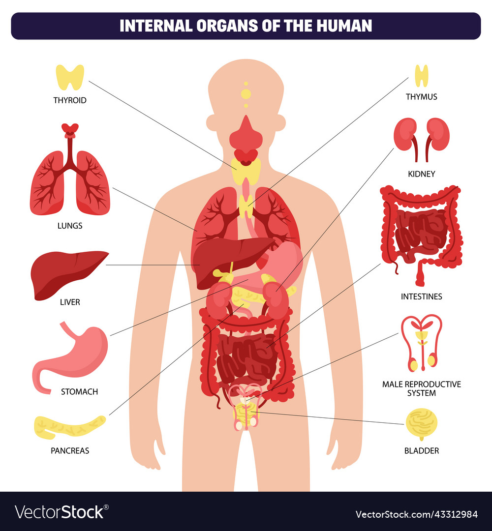 human organ system diagram