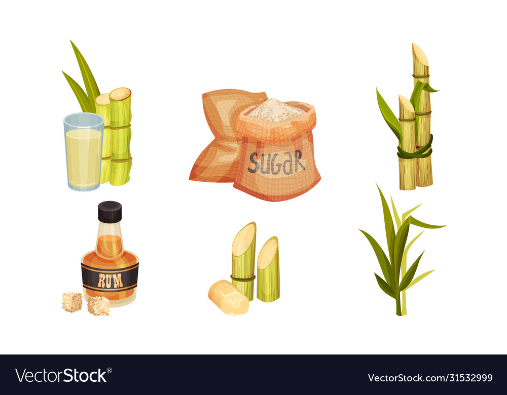 Sugar Cane Unbranched Stems With Leaves Royalty Free Vector