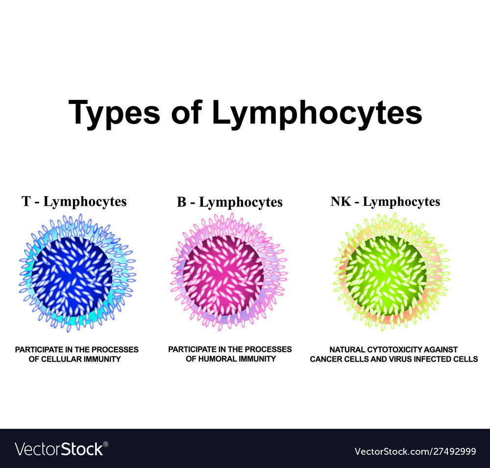 Types Lymphocytes T B Nk Royalty Free Vector Image