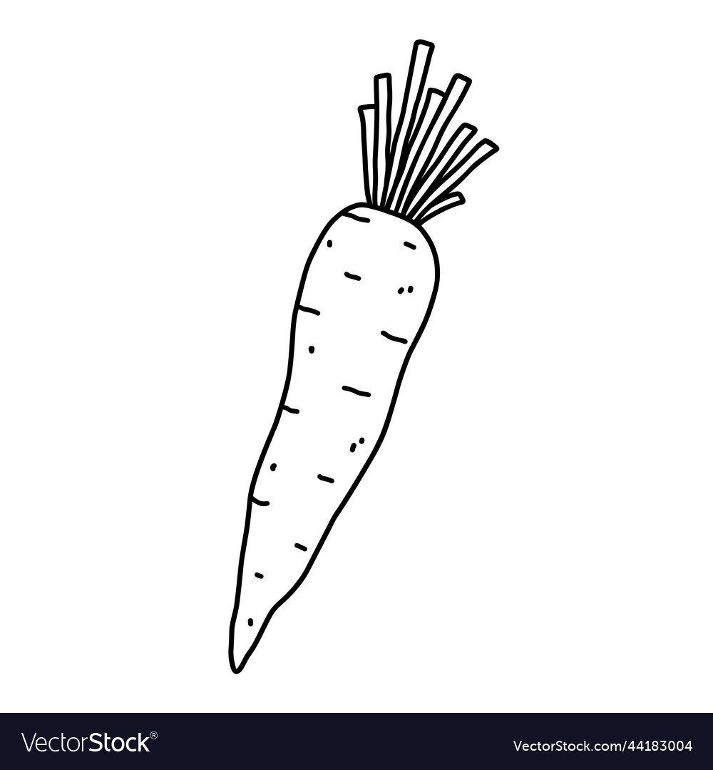 Carrot isolated on white background Royalty Free Vector