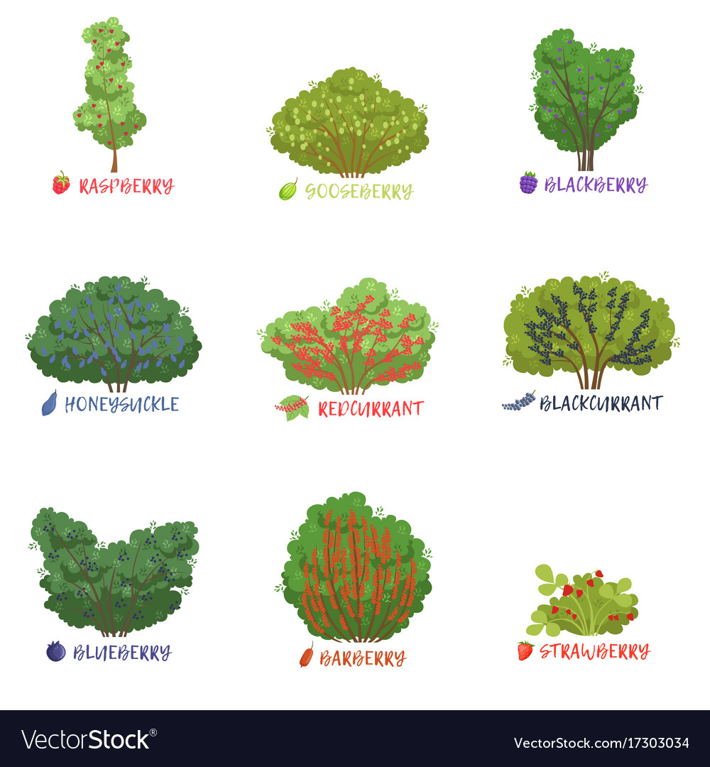 Shrubs Drawing With Names