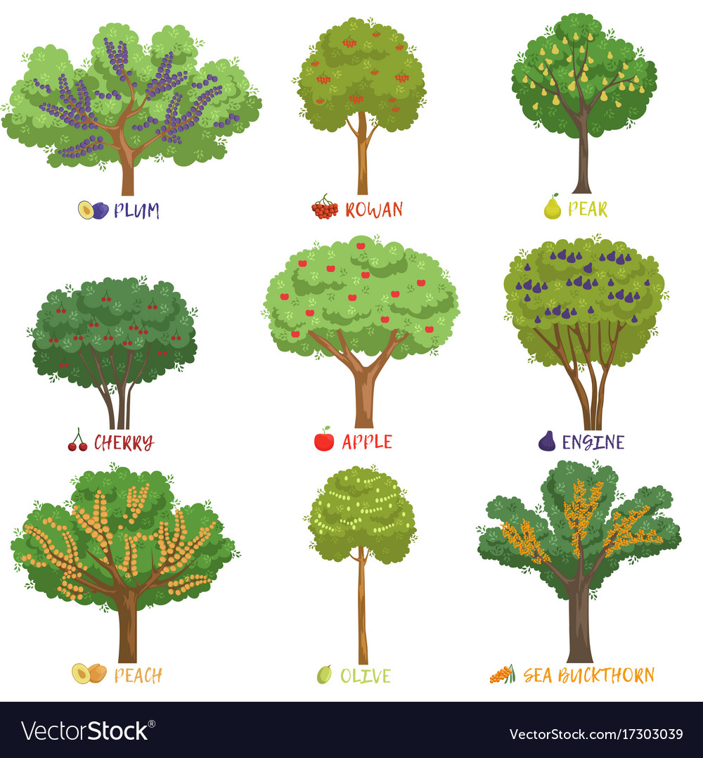 Different fruit trees sorts with names set garden Vector Image