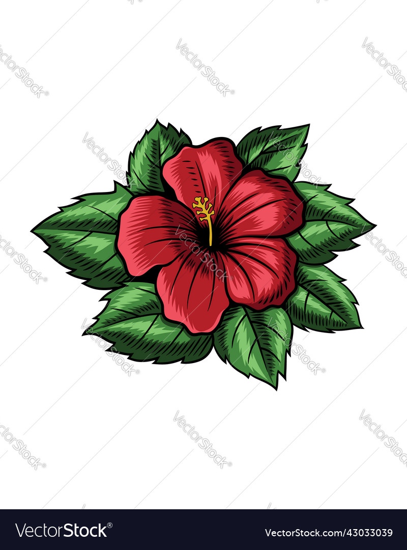 Hibiscus Royalty Free Vector Image - VectorStock