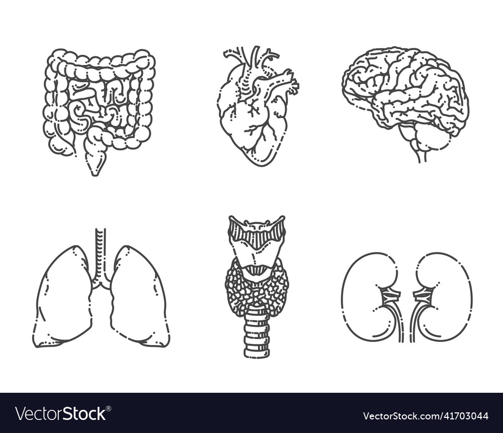 Internal organs medical icons set Royalty Free Vector Image