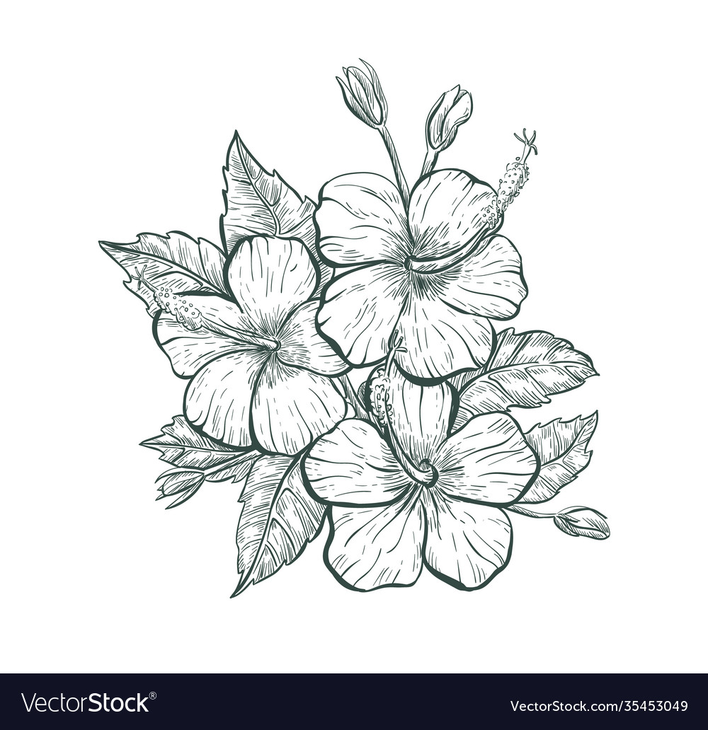 Sketch hibiscus flower isolated retro sign Vector Image