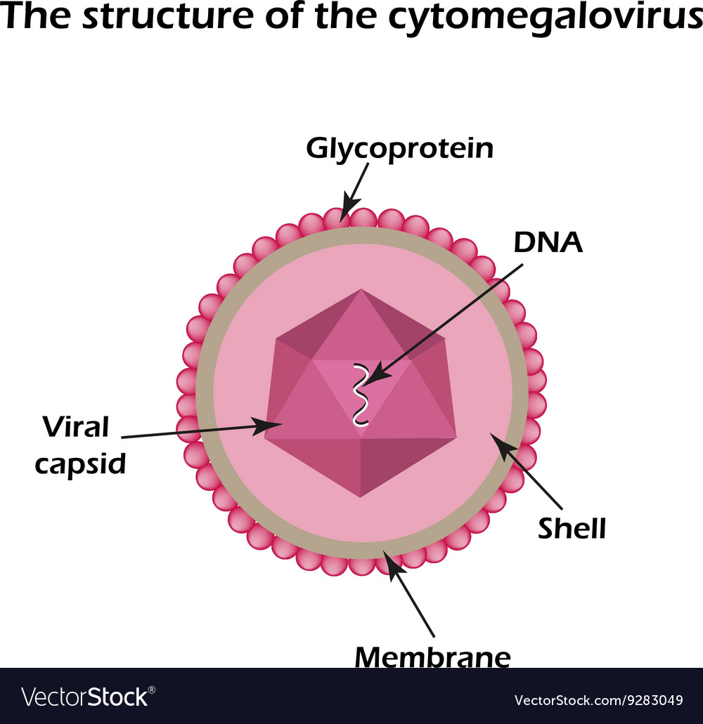 Was ist eine cytomegalie, Zytomegalie (CMV) • Symptome, Schwangerschaft ...